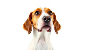 a dog is looking up at the camera on a white background photo