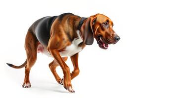 Tricolor Hound Dog Running Studio Shot White Background photo