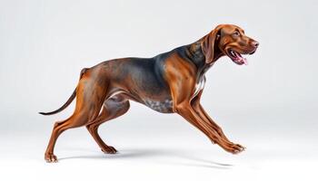 Brown And Red Hound Running On White Background Studio Photography photo