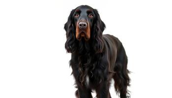 Portrait of a Black Gordon Setter Dog Against a White Background photo
