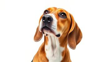 Portrait of a Brown and White Beagle Dog Looking Up Against a White Background photo