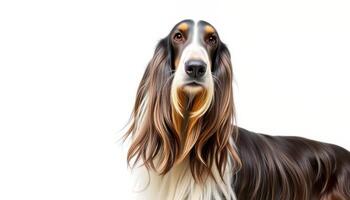 Portrait of a Longhaired Cocker Spaniel Dog Against White Background photo