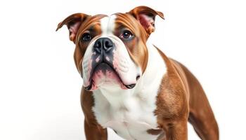 an english bulldog is standing in front of a white background photo
