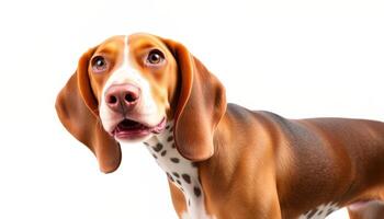 Portrait of a Brown and White Beagle Dog Against a White Background photo