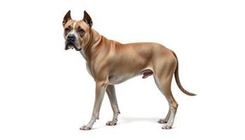 Light Brown Short Haired Dog Standing on White Background photo