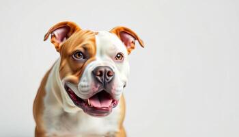 Portrait of a Happy Brown and White American Bulldog Against a White Background photo