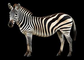 A zebra standing on a black background photo
