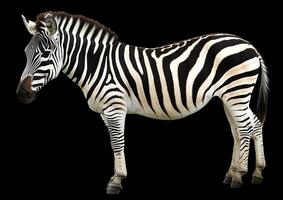 A zebra standing in front of a black background photo