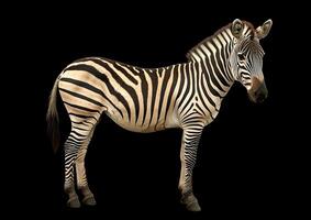 A zebra standing in front of a black background photo