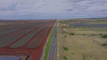 Sweeping aerial view of Dole pineapple plantation on Oahu, Hawaii, with red soil, solar panels, a two lane road, and a cloudy sky in the background. video