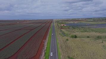Aerial view of a straight road cutting through pineapple fields and farmland on Oahu Island, Hawaii, with a slow drone flight under an overcast sky. video