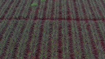 Sweeping aerial pan of the Dole pineapple plantation on Oahu island, Hawaii, with rows of plants, red soil, dirt paths, and wind turbines in the background. video