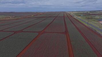 Slow drone flight over Dole pineapple plantation with red soil paths, geometric crop patterns, ocean horizon, and mountains under a cloudy sky. video
