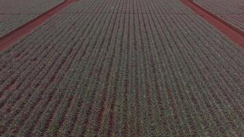 Aerial view of a pineapple plantation on Oahu, Hawaii, showing green plants in neat rows on red soil with intersecting dirt paths in a grid pattern. video