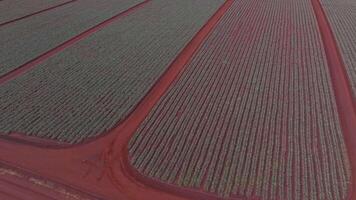 Aerial view of the Dole pineapple plantation on Oahu, Hawaii, with red soil, green crops, solar panels, and smooth camera motion over the fields. video