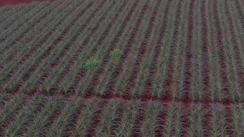 Aerial view of a vast pineapple plantation with neat rows bordered by red soil paths. The camera moves smoothly, revealing the plantation's scale. video