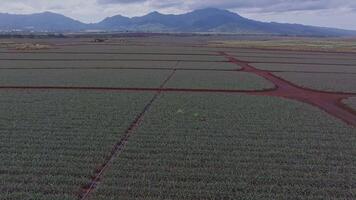 Aerial view of the Dole pineapple plantation on Oahu island, Hawaii, with red dirt roads, vast fields, and green mountains under a partly cloudy sky. video
