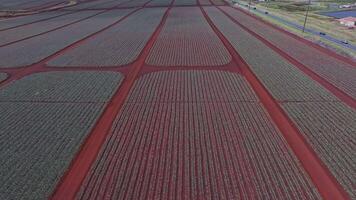 Sweeping drone flight over the Dole pineapple plantation on Oahu, Hawaii, showcasing red soil, pineapple rows, a road, and nearby structures. video
