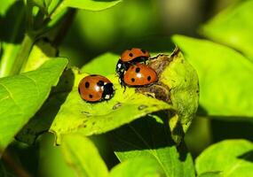 three lady bugs are eating on a leaf photo