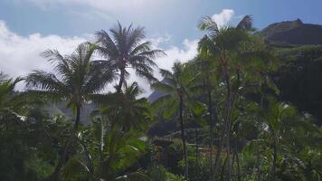 Slow aerial pan over lush green cliffs and tropical palm trees under a bright blue sky on Kauai island, with small structures at the base. video