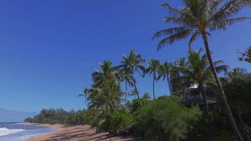 Golden sand meets vibrant blue ocean as gentle waves roll onto the shore. Lush palm trees greenery lines the beach under a clear sky with scattered clouds. video