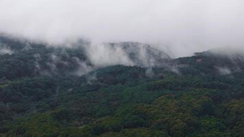 A serene aerial view of a dense green forest on Kauai island, Hawaii, with slow sweeping motion and mist drifting through the trees. video