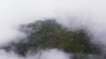 Aerial view of green cliffs on Kauai Island, Hawaii, partially covered by thick clouds. The motion reveals rugged terrain through sweeping fog. video