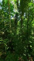 Smooth FPV flight through lush jungle on sunny day in Thailand. video