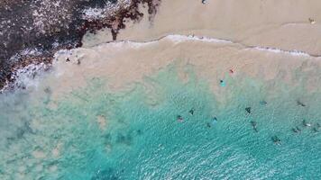 Aerial view of a vibrant beach on Kauai island, Hawaii, showing people swimming, relaxing, and enjoying water activities with gentle waves on the shore. video