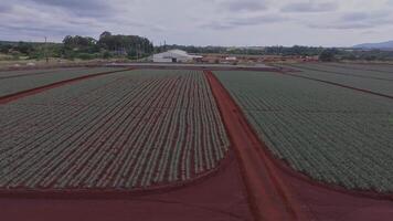 Aerial perspective of a pineapple plantation on Oahu, Hawaii, with red dirt paths, green crops, and rolling mountains under a cloudy sky. video