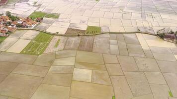 Aerial Clip of a path in the middle of a rice field. A small road that is only wide enough for motorbikes. Street and agricultural fields. Drone in 4K Resolutions video