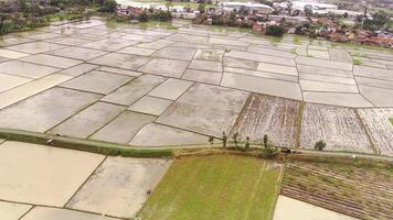 Clip of a path in the middle of a rice field. A small road that is only wide enough for motorbikes. Street and agricultural fields. Drone Footage in 4K Resolutions video