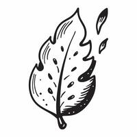 Oak leaf with morning dew isolated on white background concept as A detailed oak leaf with morning dew isolated on a white background featuring its lobed edges and deep green color Clean Version 2 vector