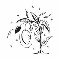 Mango tree isolated on white background concept as A tropical mango tree isolated on a white background highlighting its dense green leaves and ripe mangoes ideal for culinary gard Clean Version 2 vector