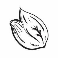 Magnolia leaf isolated on white background concept as A glossy magnolia leaf isolated on a white background featuring its broad oval shape and deep green color perfect for garden d v1 vector