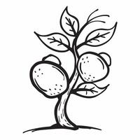 Lemon tree isolated on white background concept as A vibrant lemon tree isolated on a white background highlighting its green leaves and bright yellow lemons ideal for culinary gar v1 vector