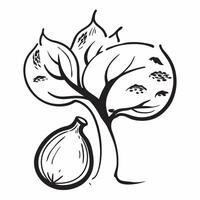 Fig tree isolated on white background concept as A lush fig tree isolated on a white background showcasing its broad leaves and ripe figs suitable for culinary garden or historical Clean Version 2 vector