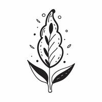 Eucalyptus leaf with morning dew isolated on white background concept as A refreshing eucalyptus leaf with morning dew isolated on a white background featuring its long lance shape v1 vector