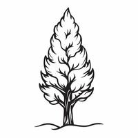 Cypress tree isolated on white background concept as A stately cypress tree isolated on a white background featuring its tall slender form and dense green foliage perfect for archi v1 vector