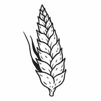 Cypress leaf isolated on white background concept as A detailed cypress leaf isolated on a white background featuring its scale like structure and deep green color perfect for arch Clean Version 2 vector