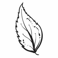 Birch leaf isolated on white background concept as A delicate birch leaf isolated on a white background showcasing its serrated edges and bright green color ideal for nature garden Clean Version 2 vector