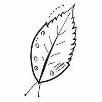 Birch leaf with autumn colors isolated on white background concept as A delicate birch leaf with autumn colors isolated on a white background showcasing its serrated edges and vibr Clean Version 2 vector