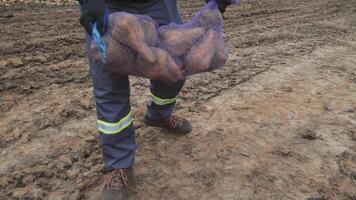 Worker lifting a bag of sugar beets on a muddy field, wearing protective gloves and safety clothing video