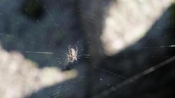 Spider waiting in the center of its web video