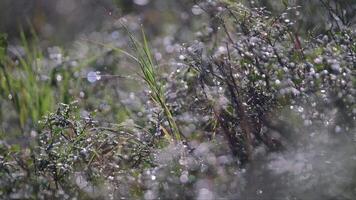 Sparkling dewdrops on lush green grass in gentle breeze video