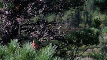 Birds resting on pine branches in a coniferous forest video