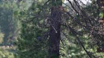 Nutcracker bird perched on a pine branch video