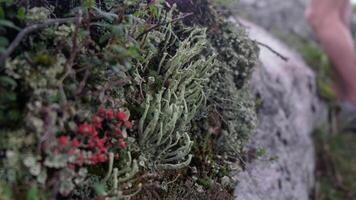Hikers exploring mountainside covered in diverse vegetation video