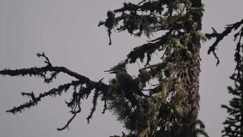 Clark's nutcracker perched on a pine tree branch video