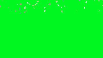 a beautiful valentine's theme animation featuring flower petals in various colors falling from top to bottom at random places. Perfect for chroma key use in videos, presentations, or Valentine's Day video